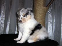 puppies