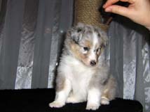 puppies