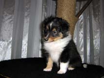 puppies