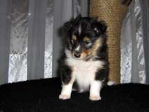 puppies