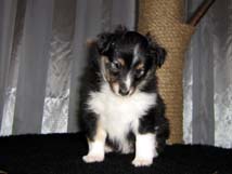 puppies