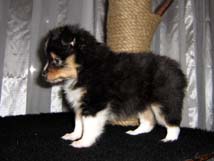 puppies