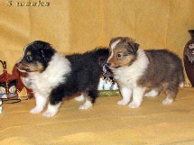 puppies