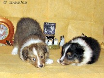 puppies
