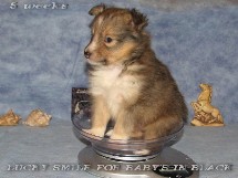 puppies