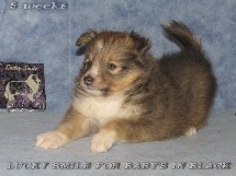 puppies