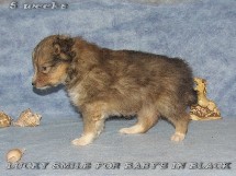 puppies