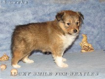 puppies