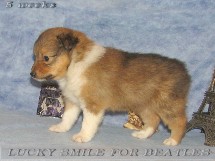 puppies