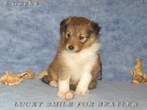 puppies