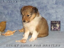 puppies