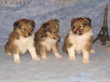 puppies