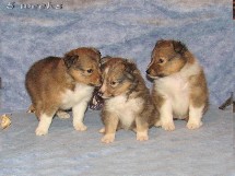 puppies