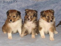 puppies