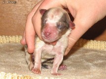 puppies