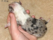 puppies