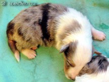 puppies