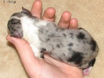 puppies