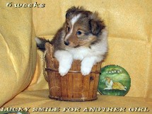 puppies