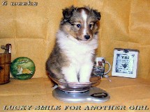 puppies