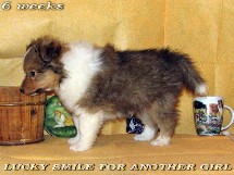 puppies