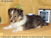 puppies