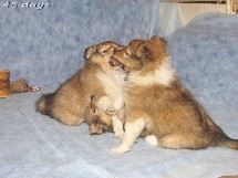 puppies