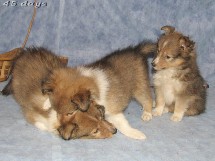 puppies