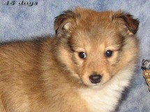 puppies
