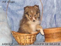 puppies