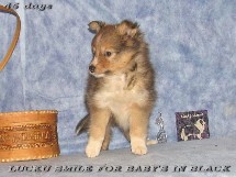 puppies