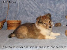 puppies