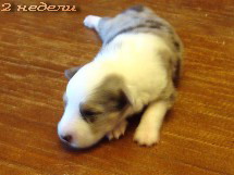puppies