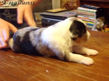 puppies