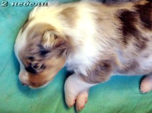 puppies