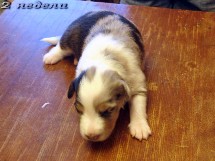 puppies