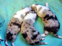 puppies