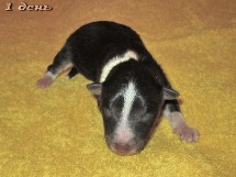 puppies
