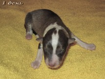puppies
