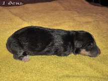puppies