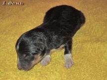 puppies
