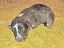 puppies
