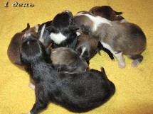puppies