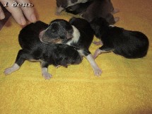 puppies