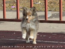 puppies