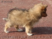 puppies