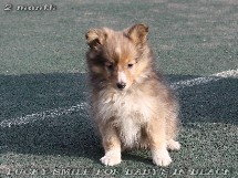 puppies