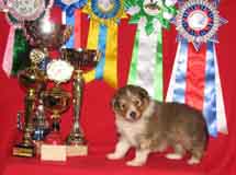 puppies