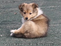 puppies