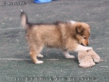 puppies